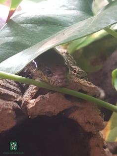 1, 2 Lygosoma corpulentum