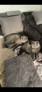 Junge Scottish Fold Katzen mit Stammbaum suchen neues Zuhause