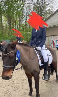 Pony Beistellpferd an Nordsee Seeklima abzugeben