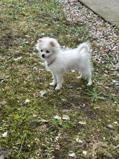 Zwergspitz Pomeranian Welpe