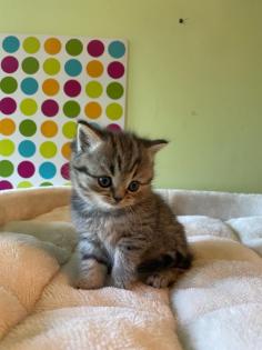 Reinrassige BKH Kitten 2 Katzen bereits reserviert