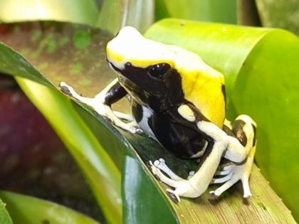 Dendrobates tinctorius