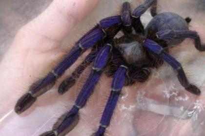 Biete 2 Blaue Malaysia. selten
