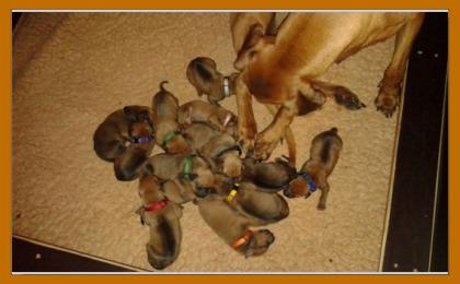 Rhodesian Ridgeback Hurra die Welpen sind da