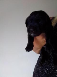 Labrador Welpen