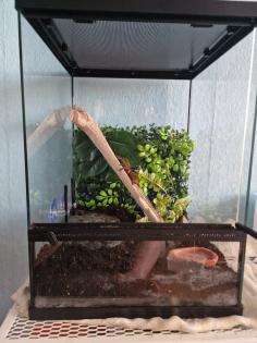 Vogelspinne mit terrarium abzugeben