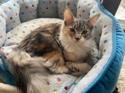 Norwegische Waldkatze geb. 10. 6. 2023 mit Stammbaum