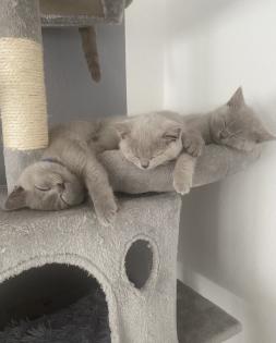 Zwei BKH Kitten abgabebereit