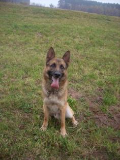 Lieber voller Malinois abzugeben mit papieren