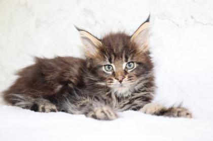 Maine Coon Kater im Wildlook sucht ab Ende August tolles Zuhause