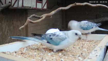 Opaline und Albino Singsittiche