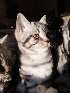 Typvoller junger BKH Kater mit Ahnentafel, geimpft, entwurmt, gechipt, kastriert, aus HCM PK