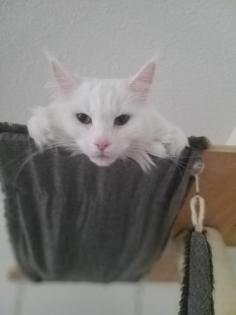 Katze Main coon
