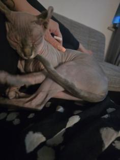 Sphynx Katze Weibchen