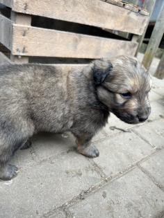 Welpen Bordercollie x Harzer Fuchs