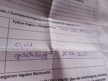 Königspython Weibchen