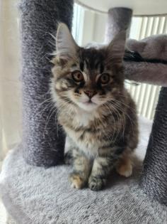 Maine Coon Kitte XXL abholbereit
