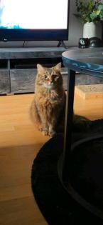 DRINGEND Norwegische Waldkatze Mix