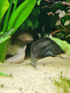 7 Axolotl abzugeben wildling copper weisling
