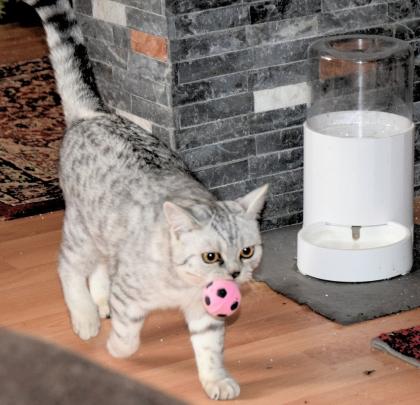 Britisch Kurzhaar Kater, black-silver-tabby-spotted