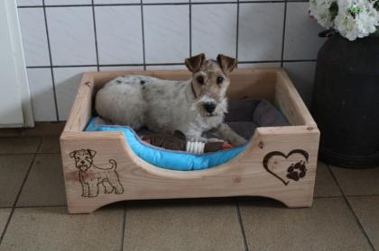 Drahthaar Foxterrier Rüde 6 Monate mit Zubehör.