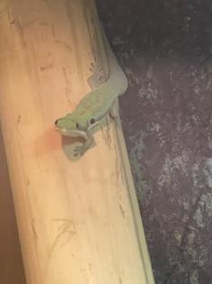 Gecko von der Art Phelsuma Parva
