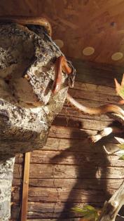 Kornnatter 3 Stück Schwarzweiß, Rotbraun und Natur