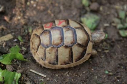 Breitrandschildkröten, Testudo marginata, eigene Nachzucht 2022.