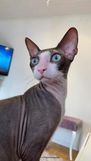 Deckkater