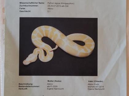 Verkaufe Königspython mit Terrarien und Zubehör