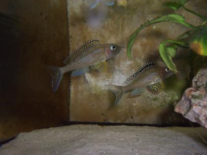 Xenotilapia papilio Tembwe