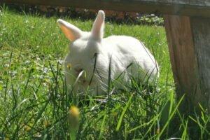 BLUME - weiblich 4 Jahre Hermelin