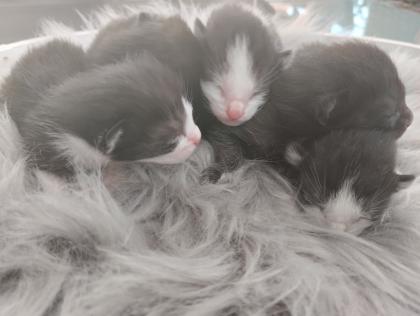 Siam Mix Kitten Siam Seal Point x Siam EKH Mix