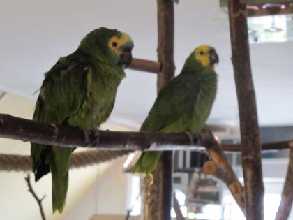 Venezuelaamazone weiblich gesucht