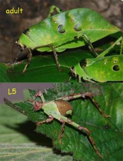 Heteropteryx dilatata Ancylecha fenestrata
