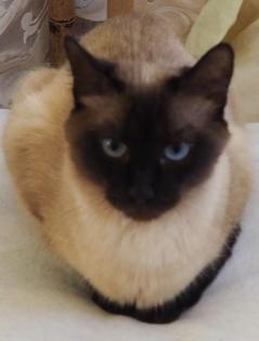 Siam - Thai - Burma - Tonkanesen - Kitten