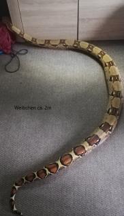 Verkaufe zwei Boa Constrictor Imperator Abgottschlange