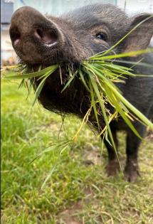 Mini Schweine suchen neues Zuhause