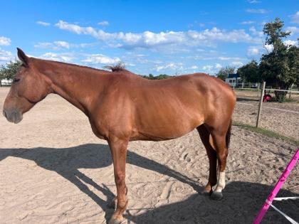 Polostute als Beistellpferd