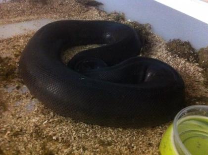 8Ball Zuchtweibchen Eightball / Königspython / Python regius Inkl. Versand