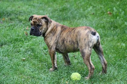 Continental Bulldog