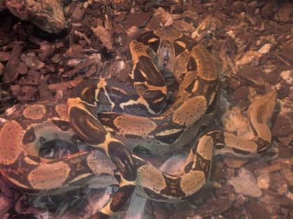 0, 1 Boa constrictor imperator Pastel Sibling