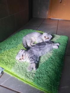 Bkh Kitten