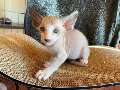 Peterbald Kitten suchen ein schönes Zuhause