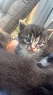 4 maine coon mix kätzchen