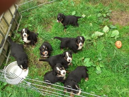 Schweizer Sennenhund Welpen