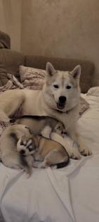 Reinrassige Sibirien Husky