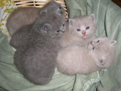 BKH Kitten in blau, lilac und chocolate