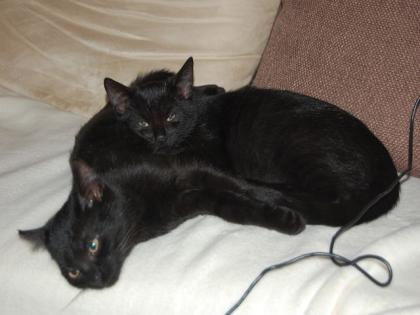 2 Süße Katzen Babys ca 15 Wochen alt Zubehör