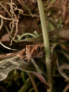 2. 1. 0 Neukaledonische Kronengeckos crested gecko 1 Weibchen 2 Männchen